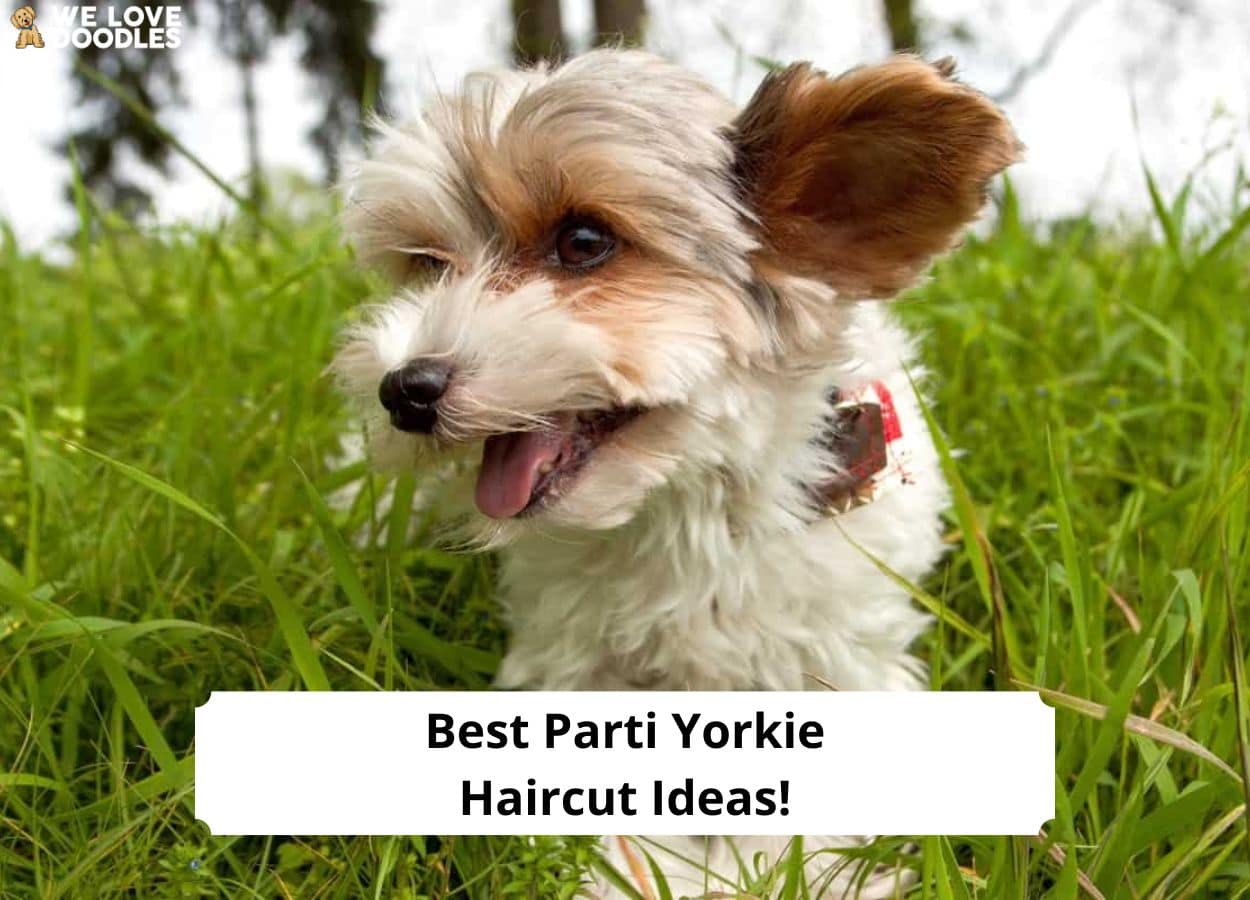 Parti yorkie hot sale haircuts