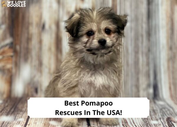 Pomoapoo 8 Best Pomapoo Rescues in the USA! - We Love Doodles
