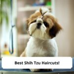 Best-Shih-Tzu-Haircuts-template