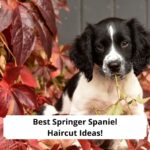 Best-Springer-Spaniel-Haircut-Ideas-template