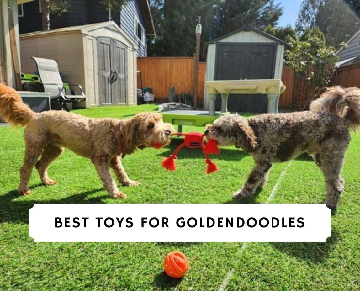 The 8 Best Toys For Goldendoodles 2024 We Love Doodles   Best Toys For Goldendoodles 