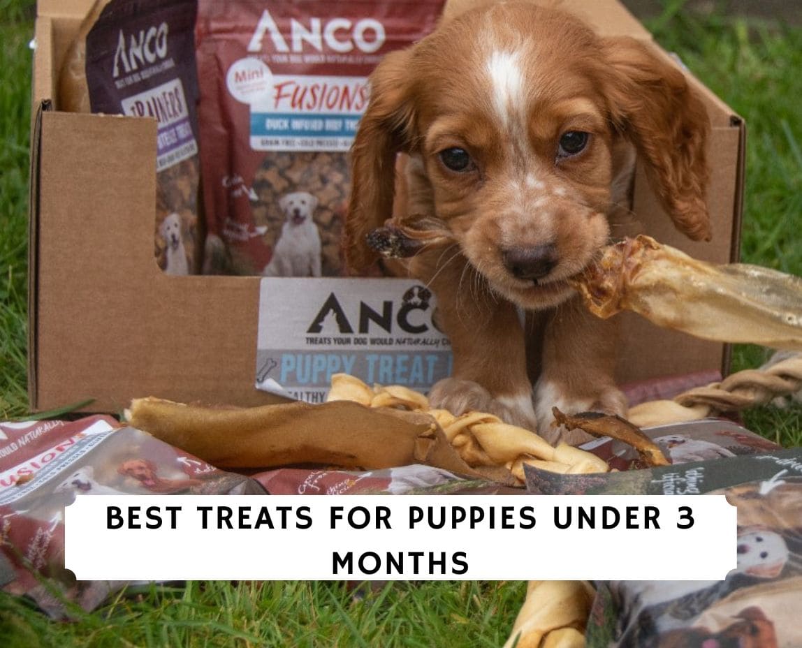 Best treats for puppies under hot sale 3 months