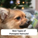 Best-Types-of-Pomapoo-Haircuts-template