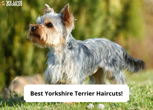 yorkshire terrier shaved face        
        <figure class=