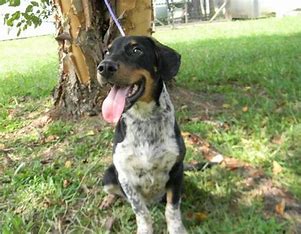 bluetick coonhound lab mix