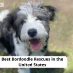 Bordoodle Rescues