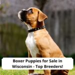 Boxer-Puppies-for-Sale-in-Wisconsin-template