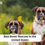 Boxer Rescues