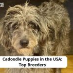 Cadoodle Puppies