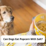 Can-Dogs-Eat-Popcorn-With-Salt-template