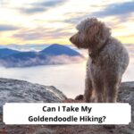 Can-I-Take-My-Goldendoodle-Hiking-template