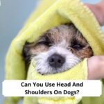 Can-You-Use-Head-And-Shoulders-On-Dogs-template