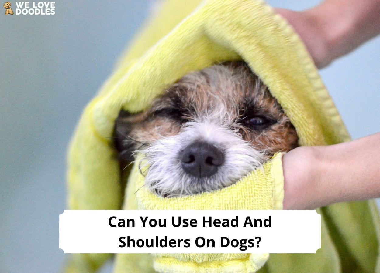 Can You Use Head and Shoulders on Dogs? What You Should Know!