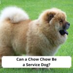 Can-a-Chow-Chow-Be-a-Service-Dog-template