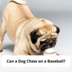 Can-a-Dog-Chew-on-a-Baseball-template