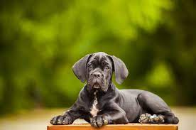 Cane Corso Rescue, Inc