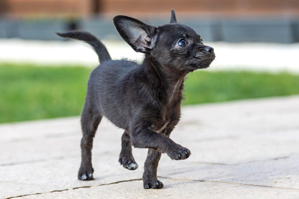 Chipoo Puppies in the US - Top 4 Breeders! (2024) - We Love Doodles