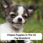 Chipoo-Puppies-in-The-US-Top-Breeders-template