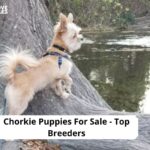 Chorkie Puppies For Sale