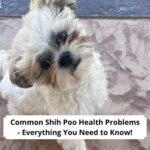 Common-Shih-Poo-Health-Problems-Everything-You-Need-to-Know-template