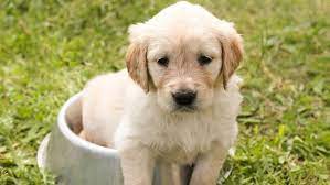 Completely Free Puppies Too Great Homes  (FreePuppiesWisconsin)
