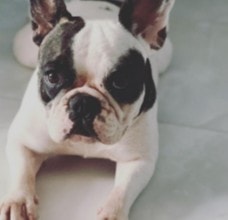 Conclusion For Where Can You Get Free Puppies in Rhode Island