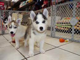 Craigslist (Find Husky Puppies)