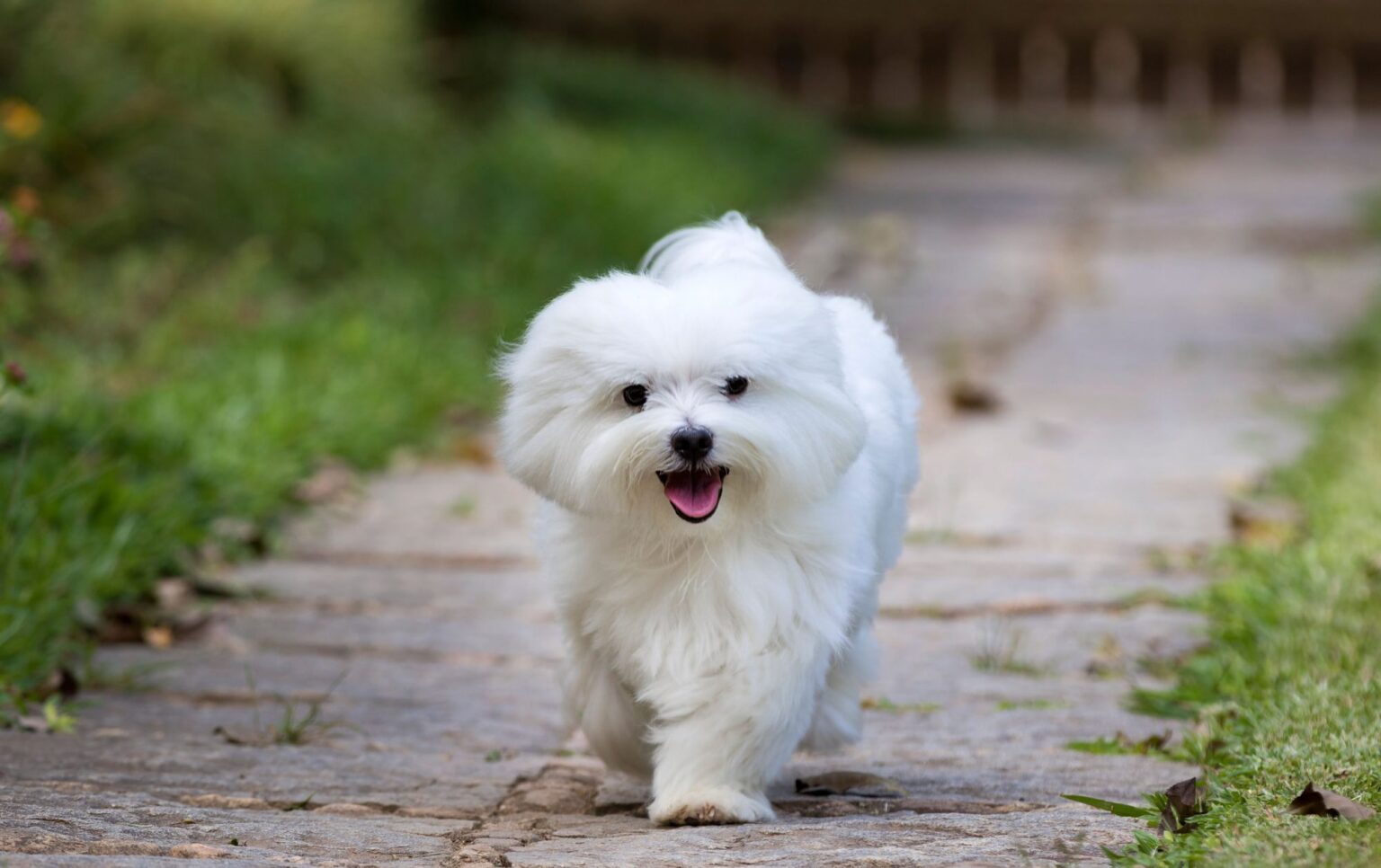 200 Best Fluffy Dog Names!