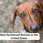 Dachshund Rescues