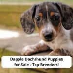 Dapple-Dachshund-Puppies-for-Sale-Top-Breeders-template