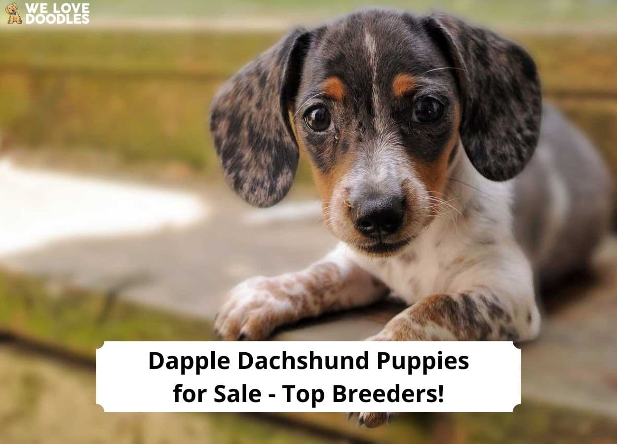 Dapple Dachshund Puppies for Sale Top 5 Breeders!