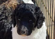 Delovely Poodles