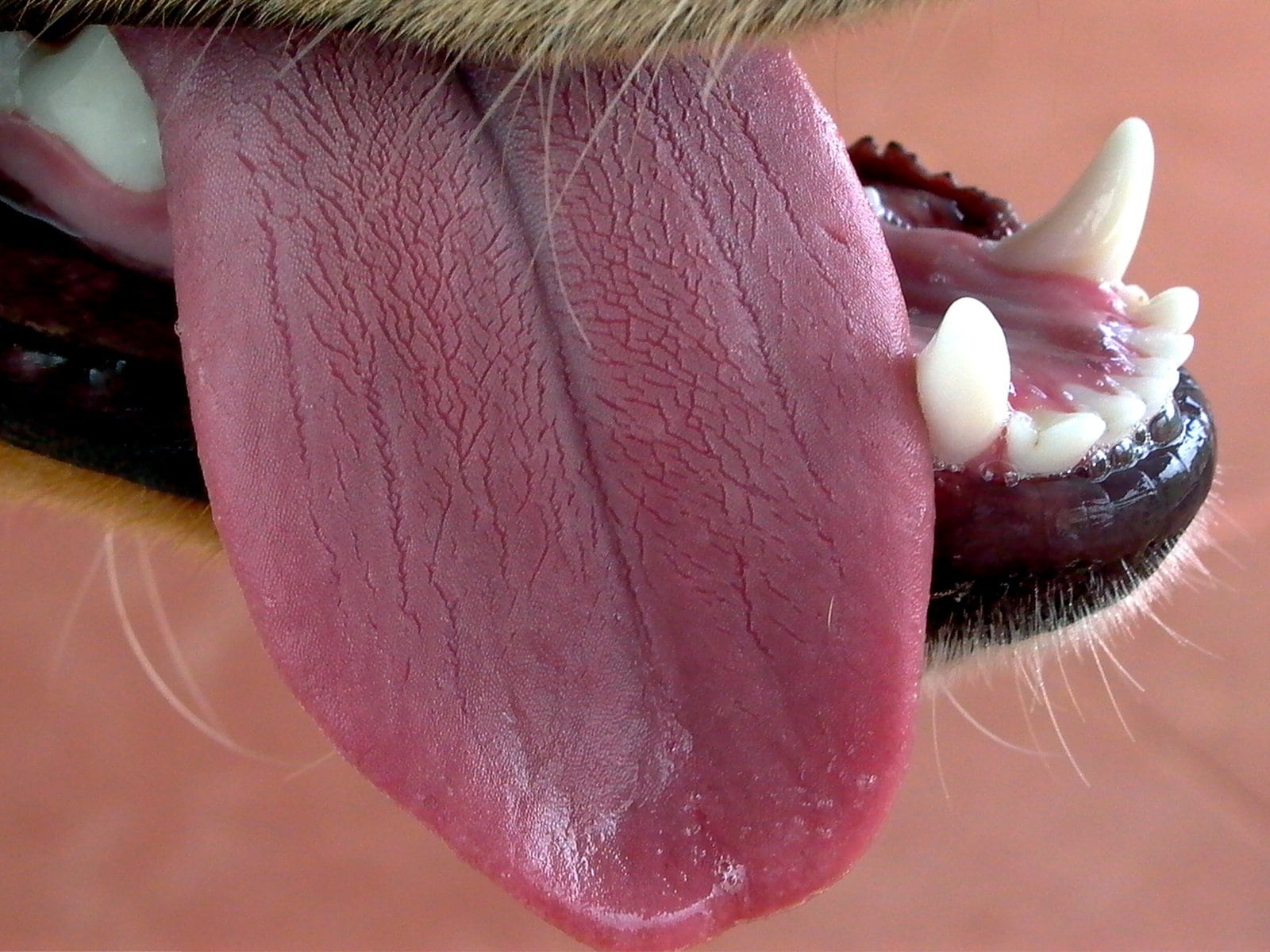 Why Is My Dog’s Tongue Dark Pink? (2023) We Love Doodles