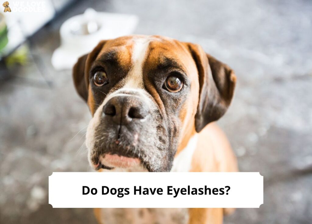 do dogs eyelashes fall out