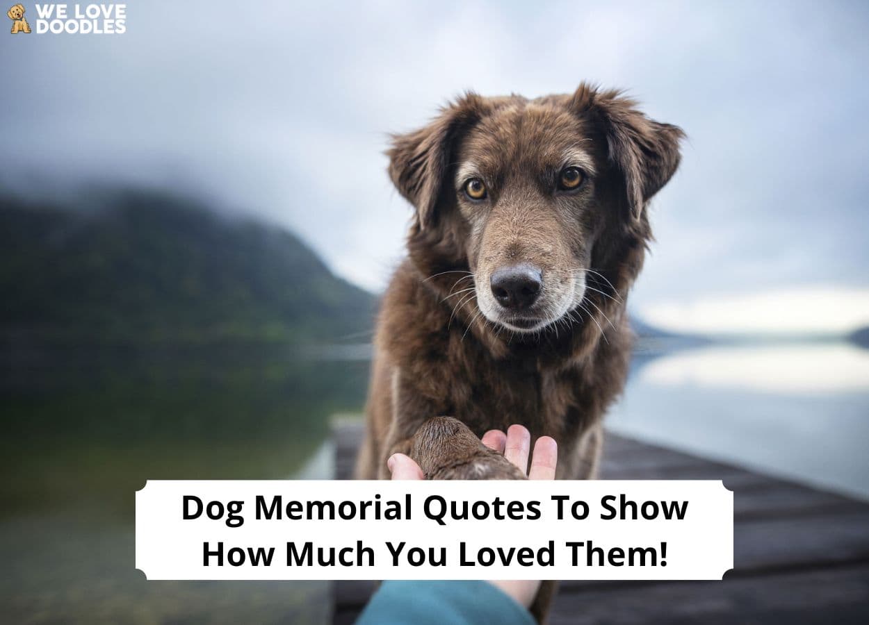 54 Dog Memorial Quotes to Show How Much You Loved Them! (2024) - We ...