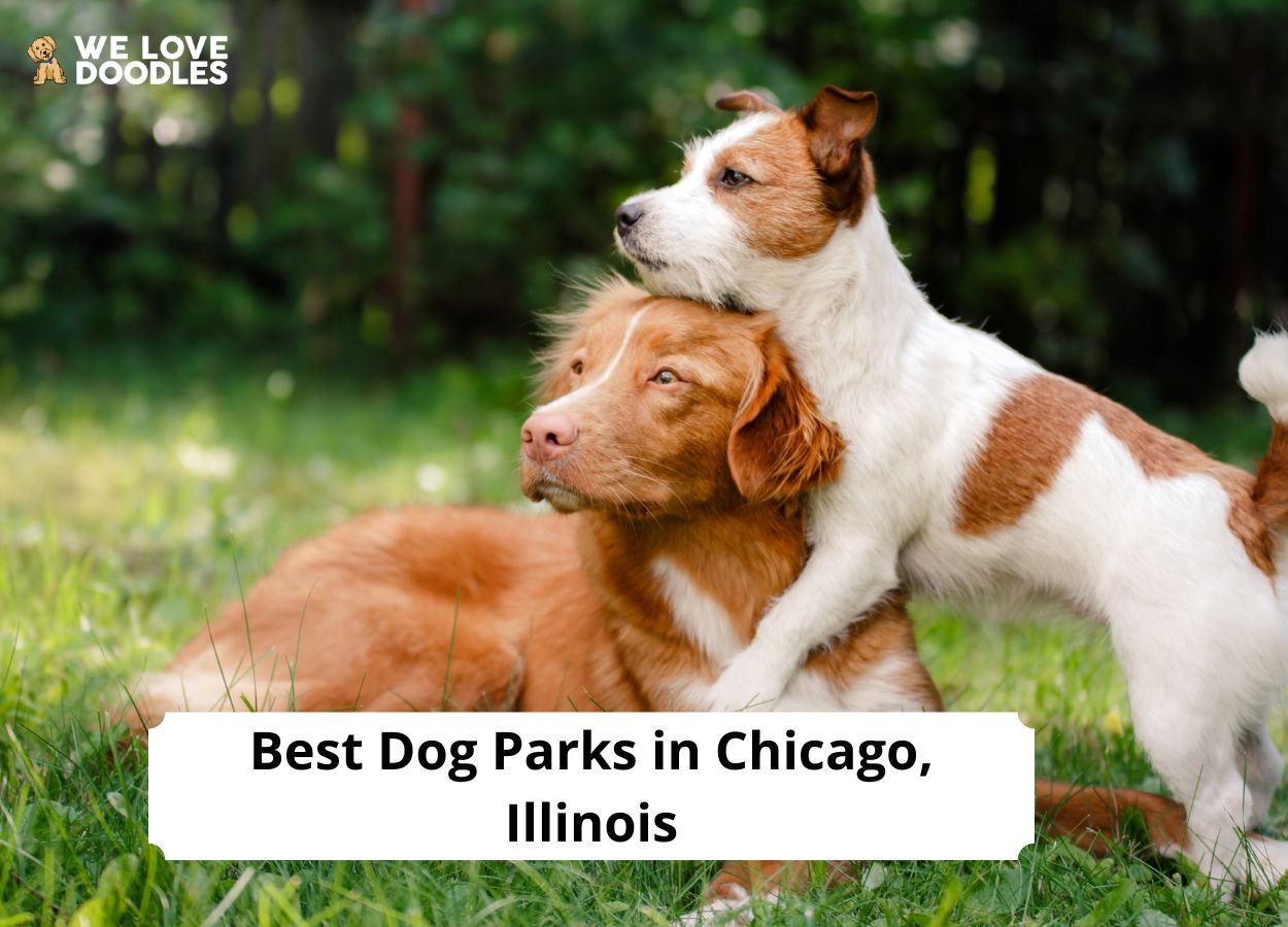 Dog Parks in Chicago, IL