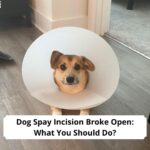 Dog-Spay-Incision-Broke-Open-What-You-Should-Do-template