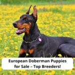 European-Doberman-Puppies-for-Sale-–-Top-6-Breeders-template