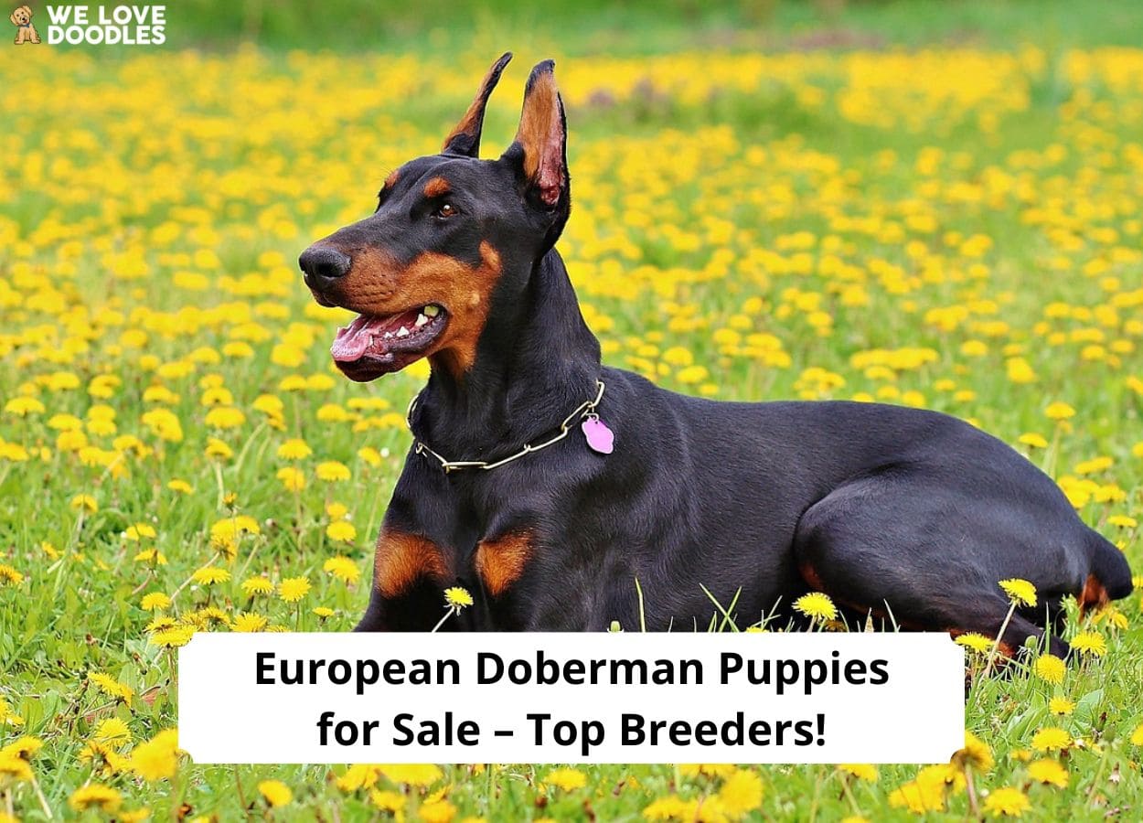 European Doberman Puppies for Sale Top 6 Breeders!