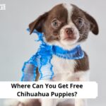 Free Chihuahua Puppies?