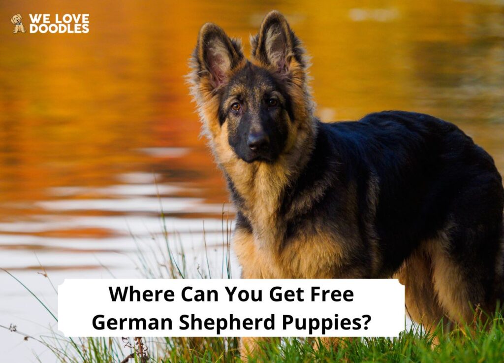 Where Can You Get Free German Shepherd Puppies? (2024) We Love Doodles