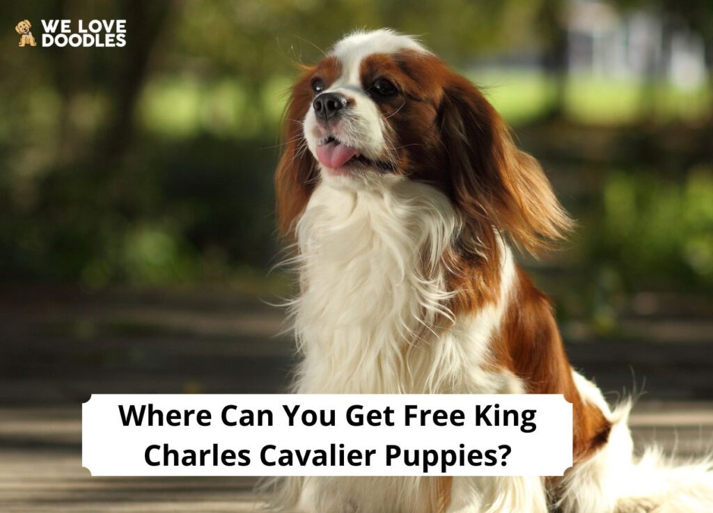 Where Can You Get Free King Charles Cavalier Puppies? (2024) - We Love