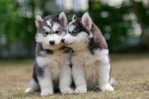 Free Pet Adoption (Find Husky Puppies)