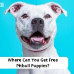 Free Pitbull Puppies