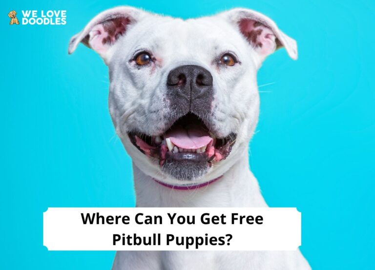 Where Can You Get Free Pitbull Puppies? (2024) We Love Doodles