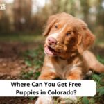 Free Puppies in Colorado