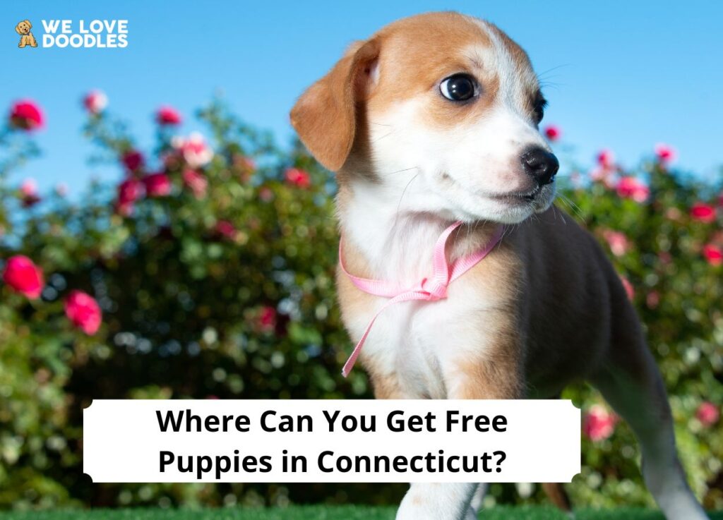 Where Can You Get Free Puppies in Connecticut? (2024) We Love Doodles