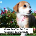 Free Puppies in Connecticut