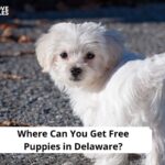 Free Puppies in Delaware