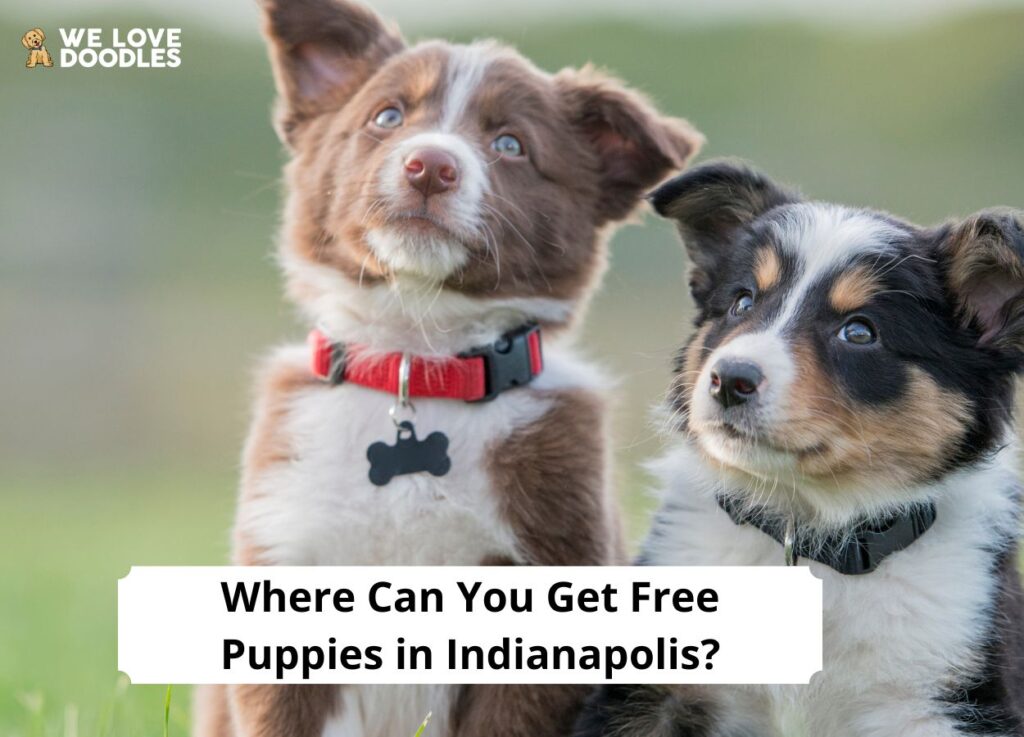 Free Puppies In Indiananull